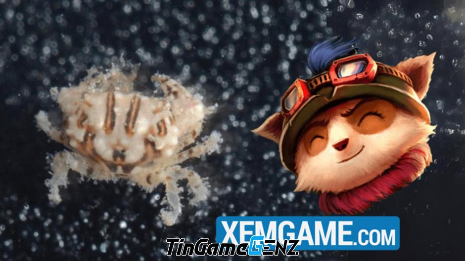 Nhà nghiên cứu đặt tên loài cua mới là Teemo vì quá đam mê game