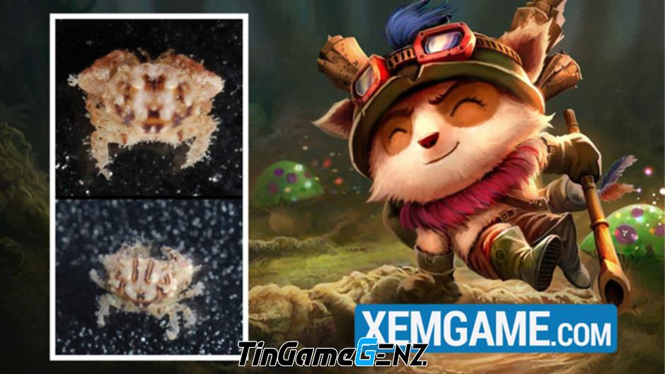 Nhà nghiên cứu đặt tên loài cua mới là Teemo vì quá đam mê game