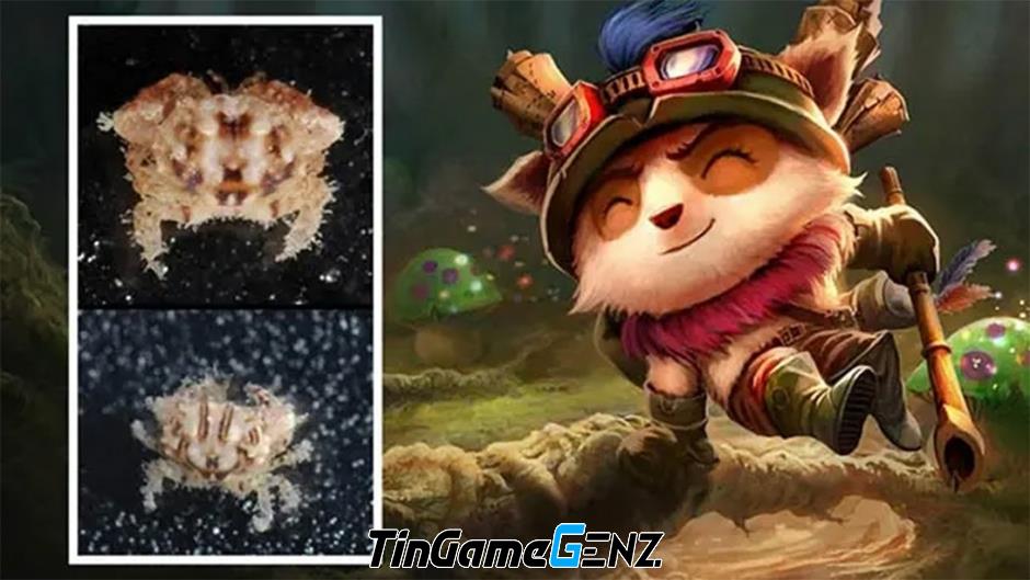 Tên của loài cua mới được đặt là Teemo bởi các nhà khoa học