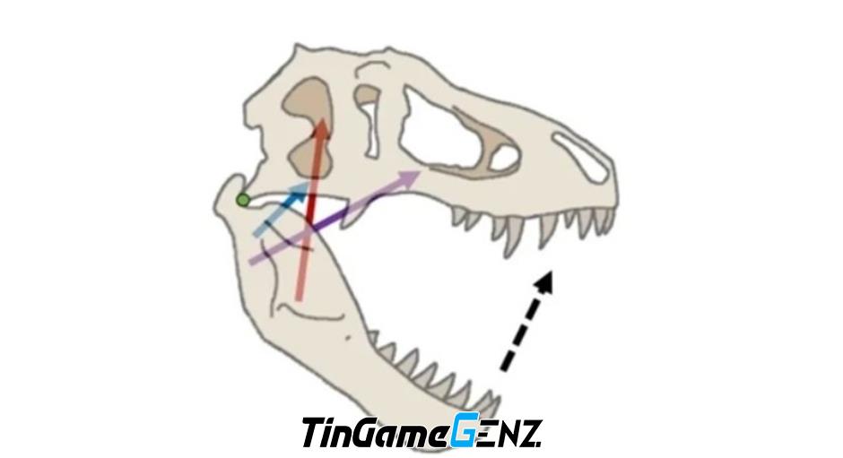 Tại sao khủng long ăn thịt Tyrannosaurus có chi trước nhỏ?